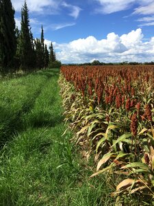 Cereals sorghum agriculture photo