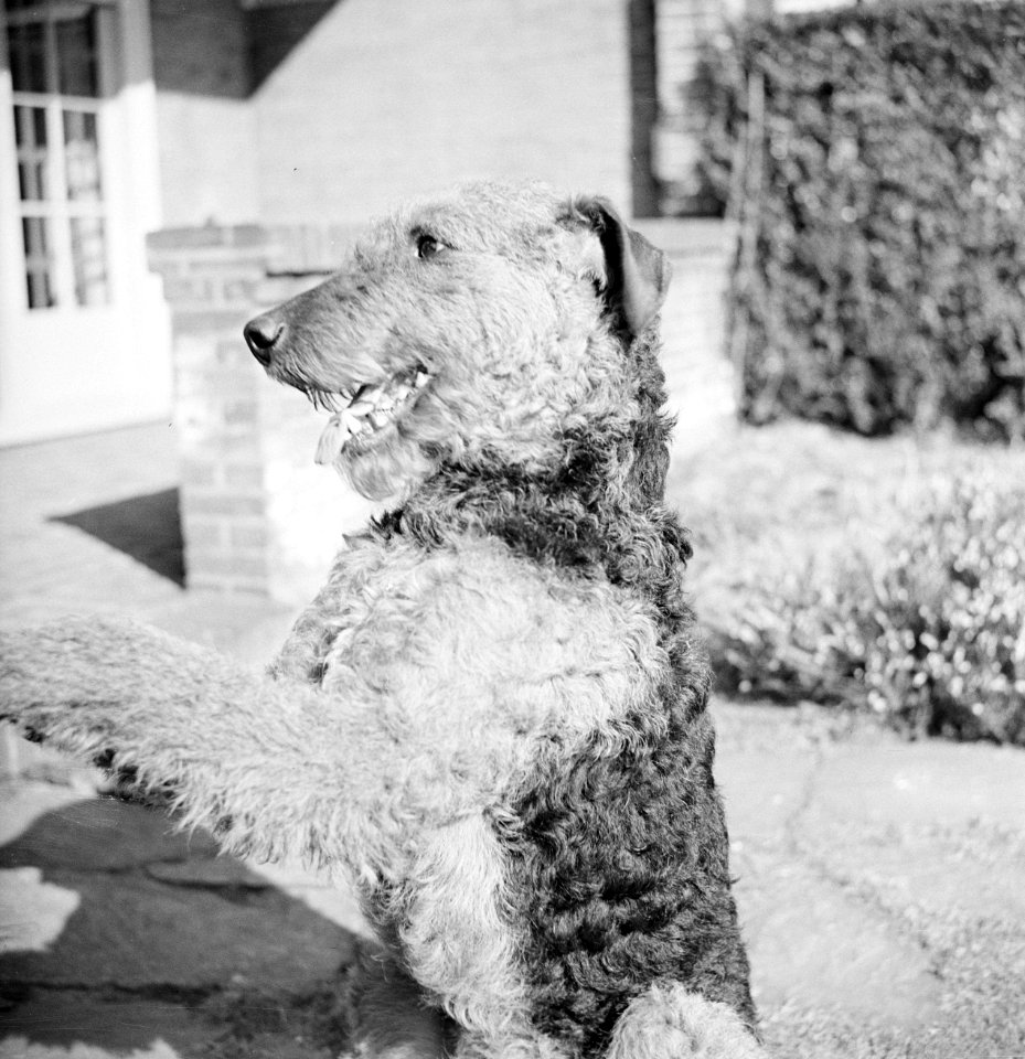 Portret van een Airdale Terrier, Bestanddeelnr 255-8656