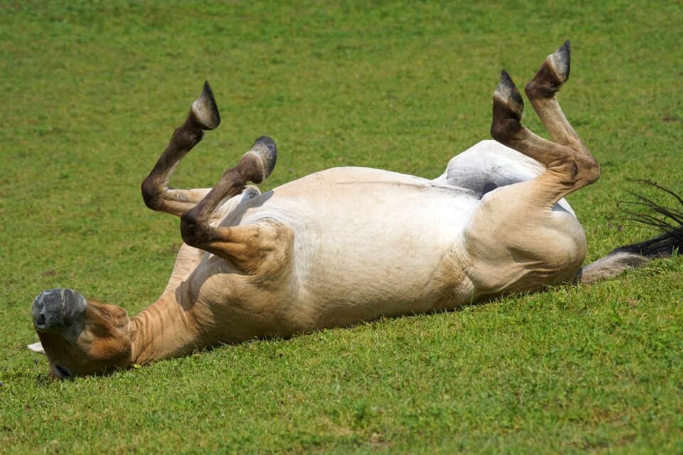 Rolling feel good mammal