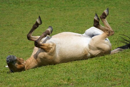 Rolling feel good mammal