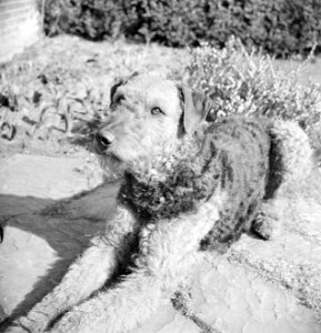 Portret van een Airdale Terrier, Bestanddeelnr 255-8654 photo