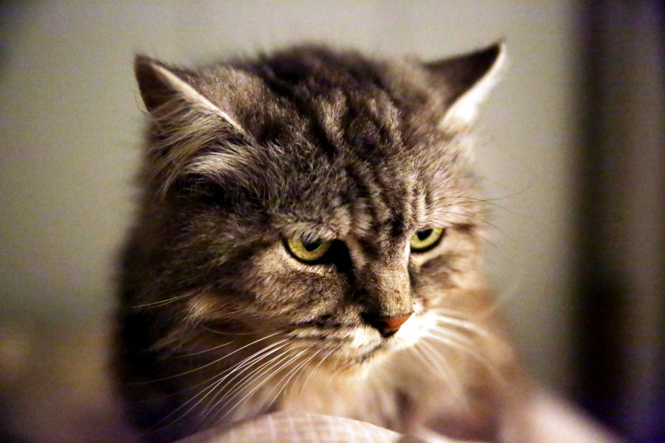 Portrait de Talibanou