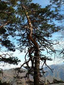 Tree pine mountains