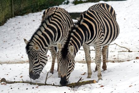 Like a horse snow winter