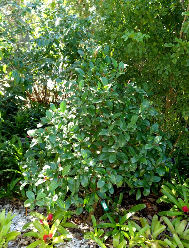 Portlandia coccinea - Naples Botanical Garden - Naples, Florida - DSC00092