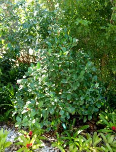 Portlandia coccinea - Naples Botanical Garden - Naples, Florida - DSC00092