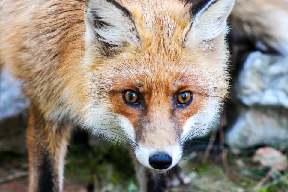 French toast állatportré fauna