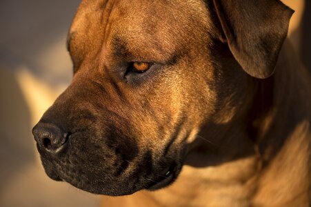 Sunset dog brown dog