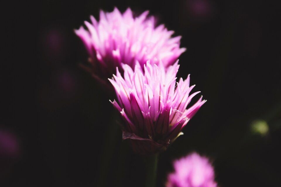 Bloom blossom botanical