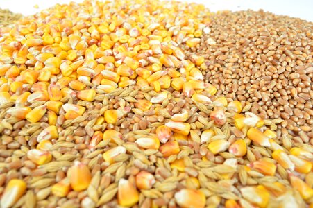 But barley wheat