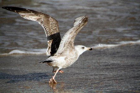 Seagull beach bird bird of prey photo