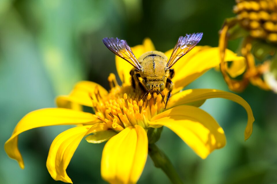 Yellow flower wild bumblebee