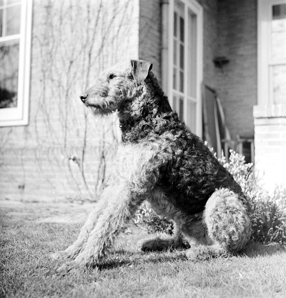 Portret van een Airdale Terrier, Bestanddeelnr 255-8653