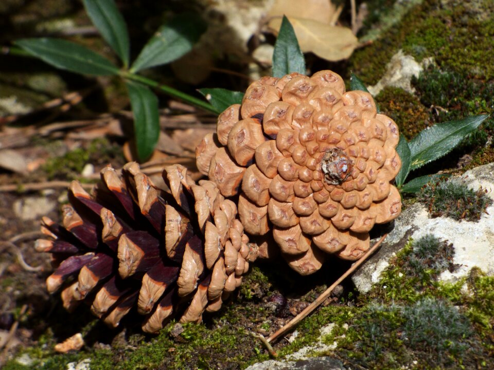 Plant geometry pine fruit pine nuts