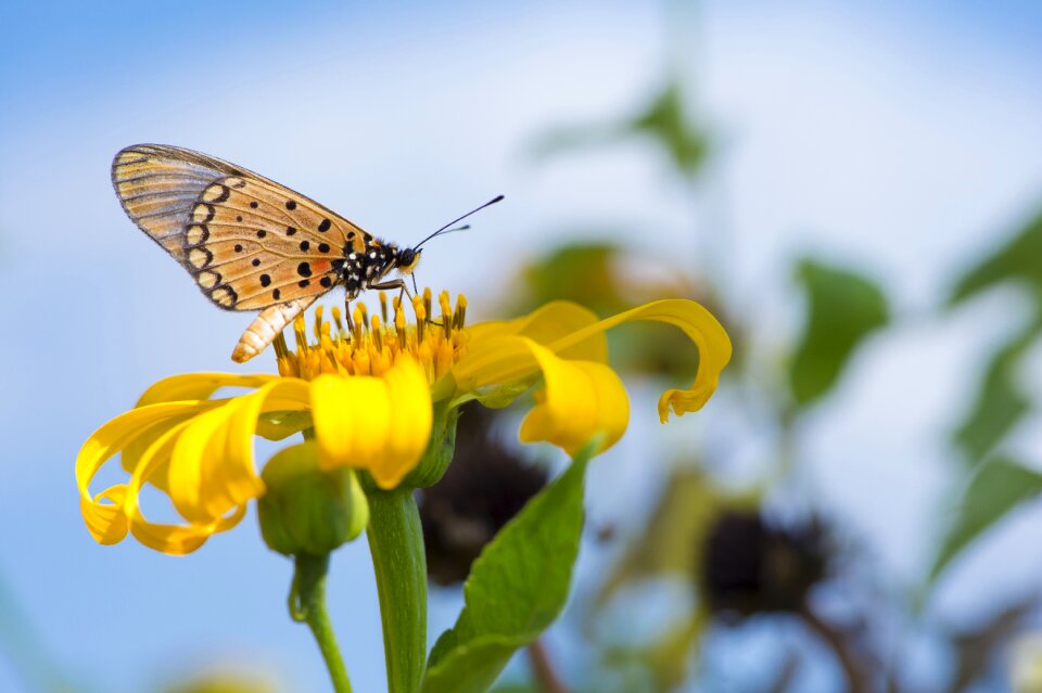 Yellow bush blue butterfly