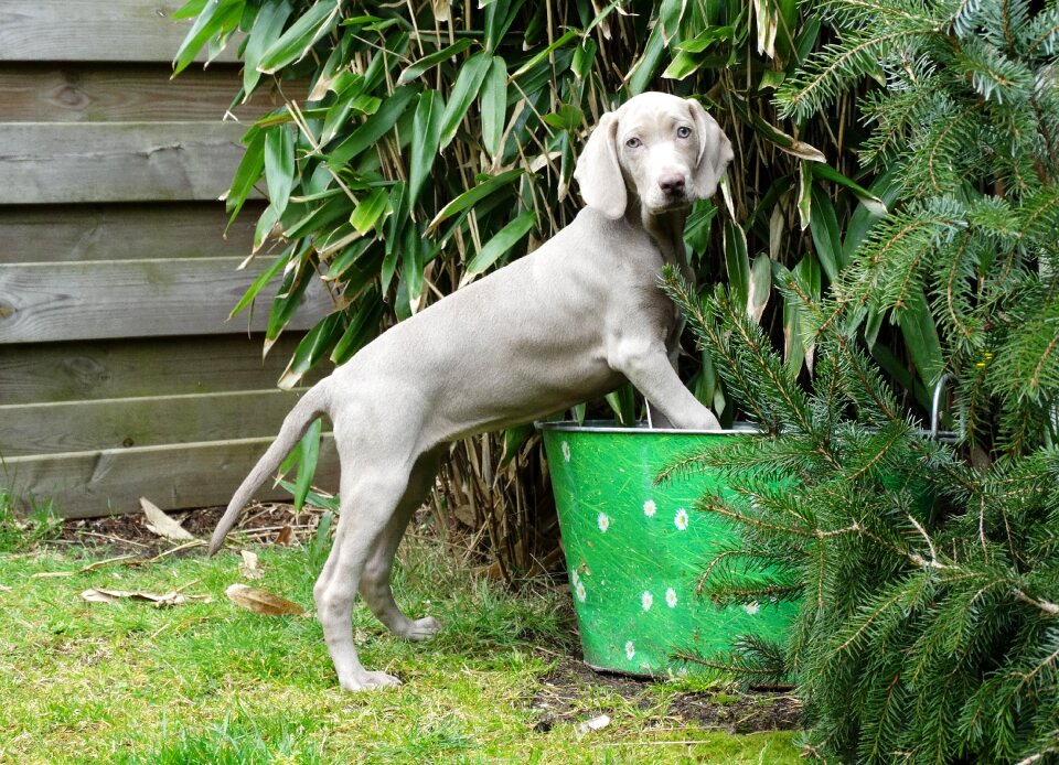 Dog remote access puppy