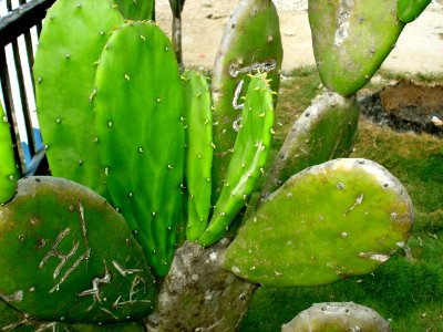 Prickly pear cactus Buton Island 2