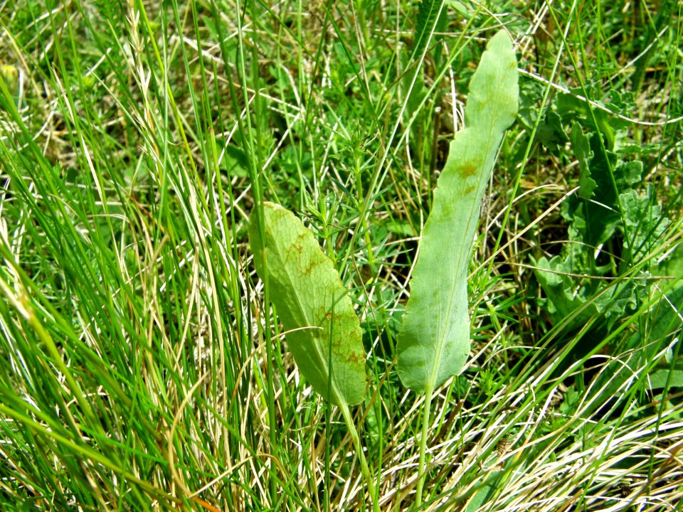 PP Na Popovickem kopci 057 cf Rumex spp