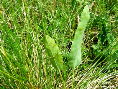 PP Na Popovickem kopci 057 cf Rumex spp