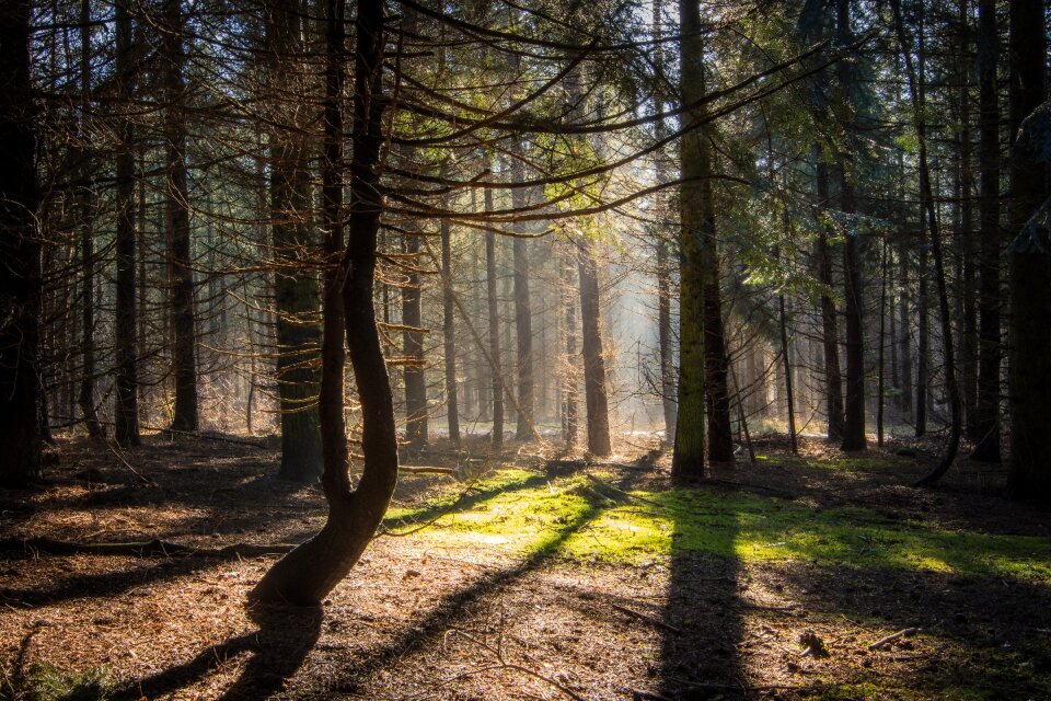 Tree haze landscape