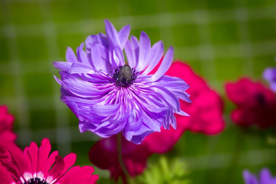 Blue garden in the garden