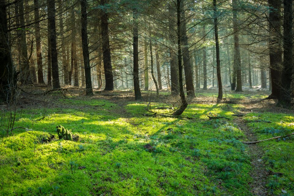Tree haze landscape