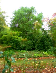 Preston Manor Gardens, Preston Drove, Preston Village, Brighton (September 2011) (8)
