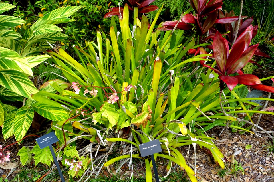 Portea petropolitana - McKee Botanical Garden - Vero Beach, Florida - DSC02958