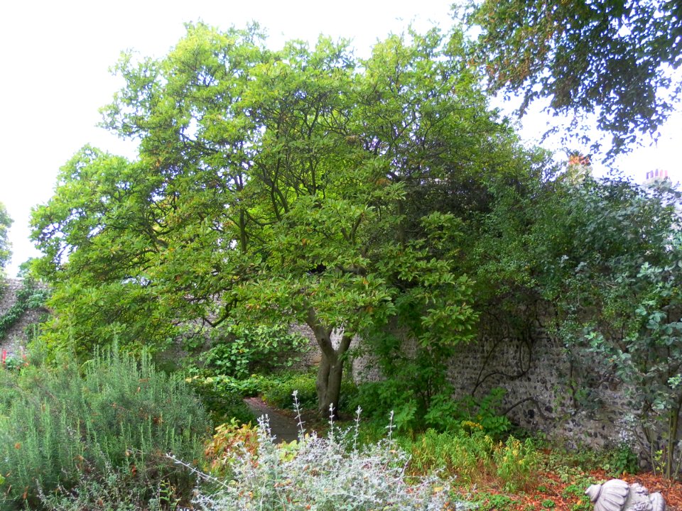 Preston Manor Gardens, Preston Drove, Preston Village, Brighton (September 2011) (7)