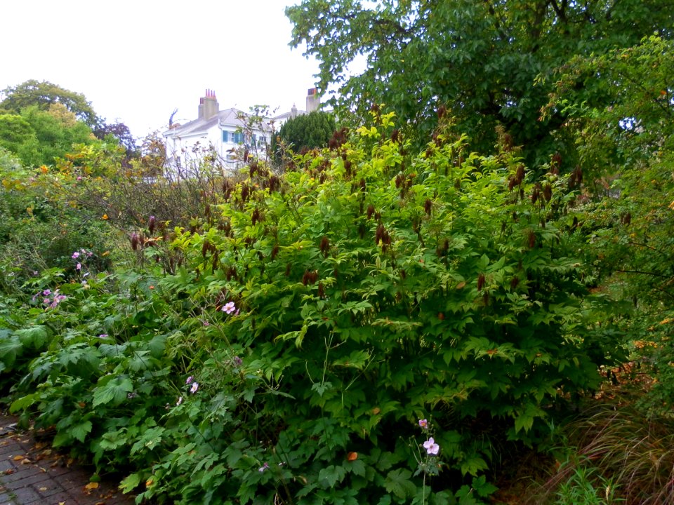 Preston Manor Gardens, Preston Drove, Preston Village, Brighton (September 2011) (10)