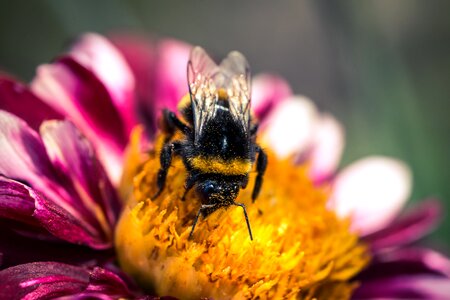 Bloom macro insect