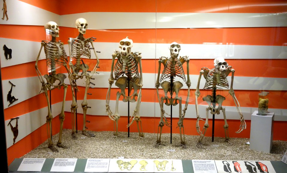 Primate skeletons - Museo Civico di Storia Naturale Giacomo Doria - Genoa, Italy - DSC02491
