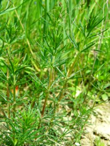 PP Na Popovickem kopci 061 Galium cf verum