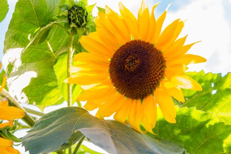 The sun sunflower petals summer
