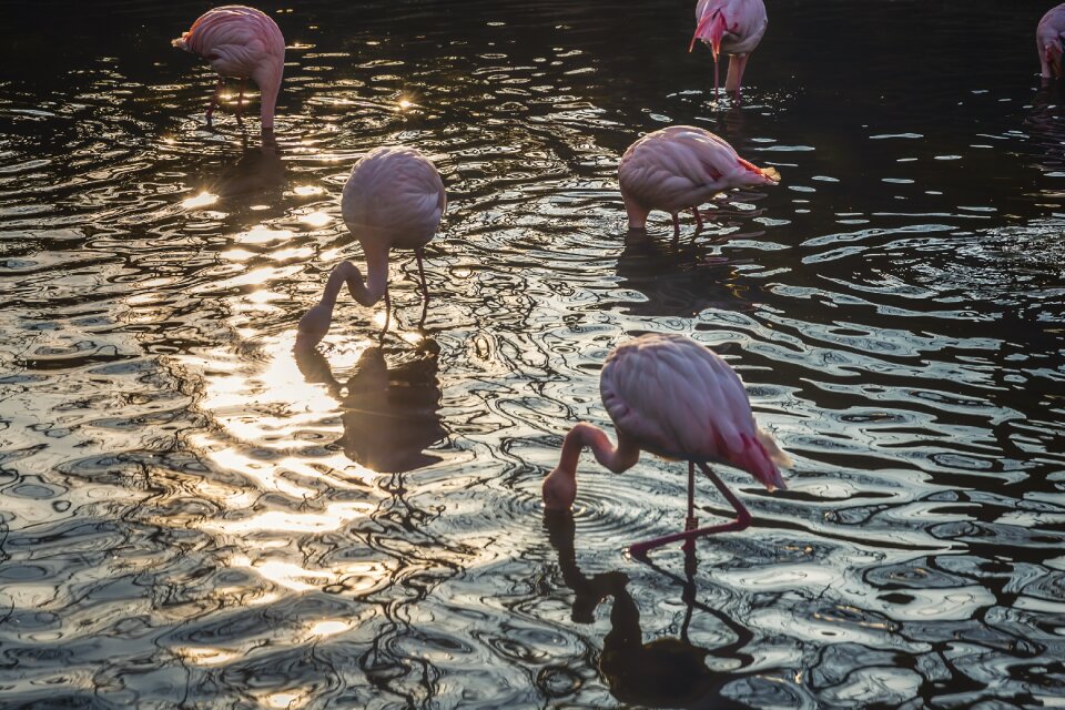 Wading phoenicopterus water