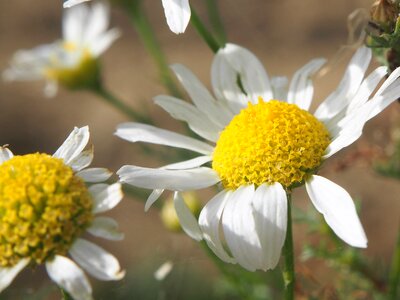 Bloom nature white blossom