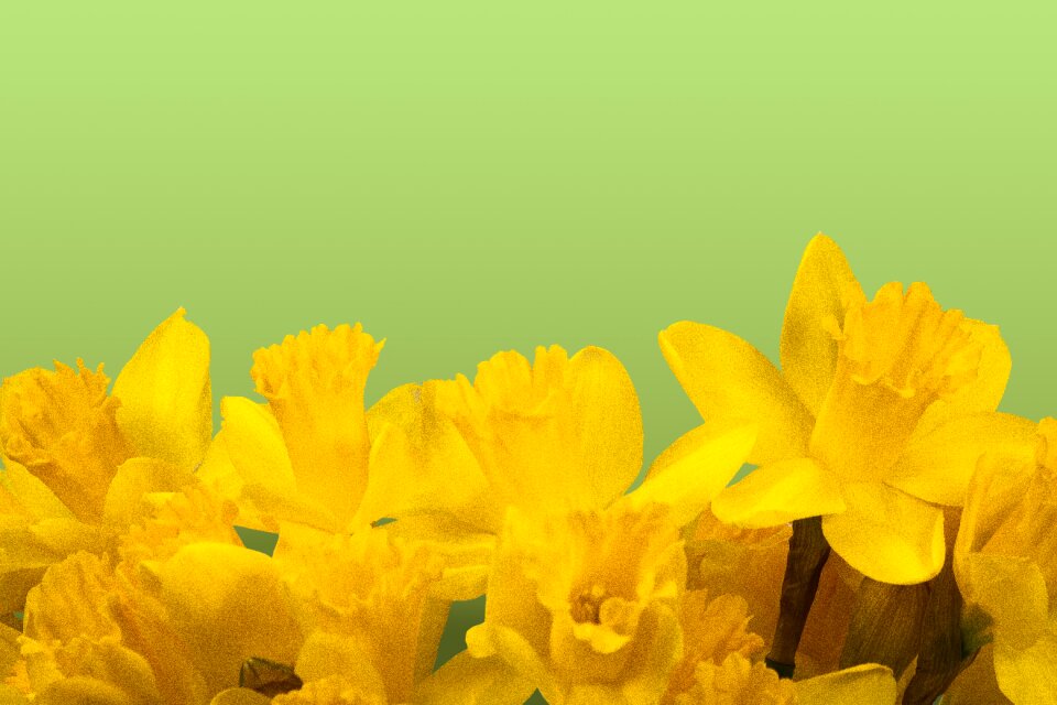 Blossom bloom yellow