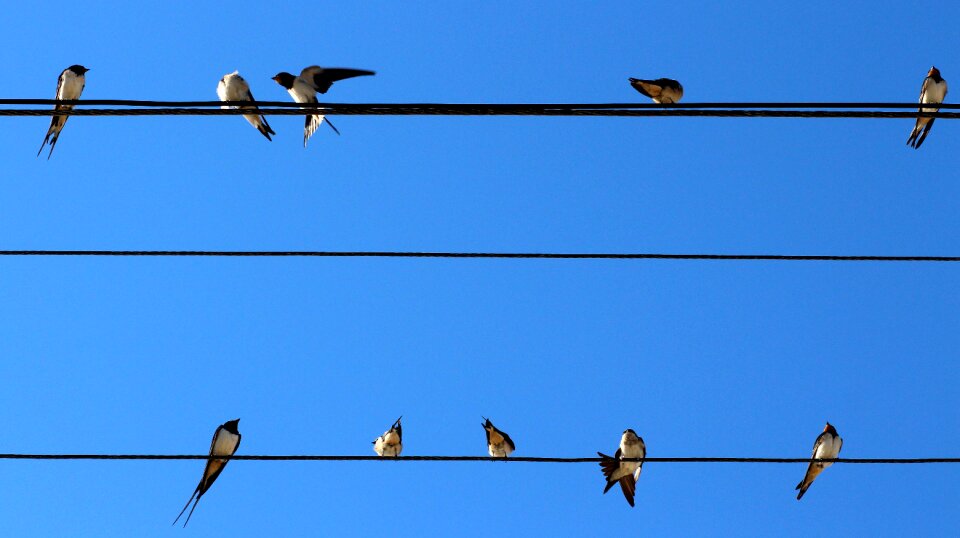 Birds wire stol photo
