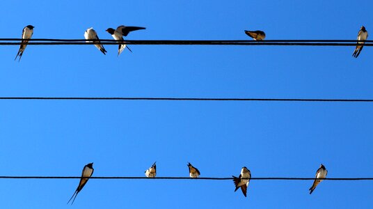 Birds wire stol photo