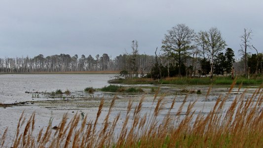 Prime Hook Preserve On A Gray Day (209203553)