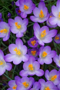 Purple flower crocus crocus flowers photo