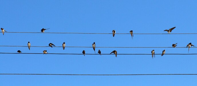 Birds wire stol