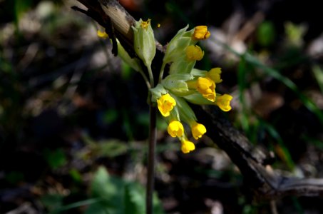 Primula veris flowering 01