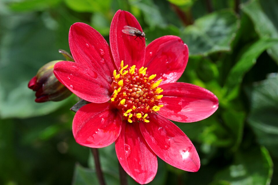 Dahlia garden blossom bloom