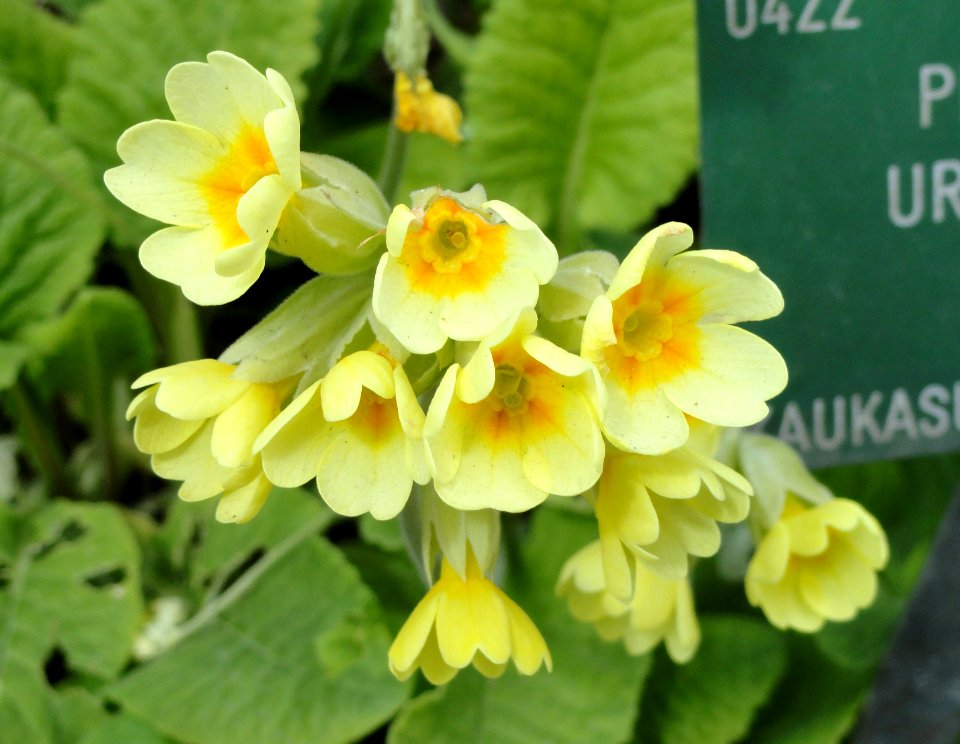 Primula uralensis - Copenhagen Botanical Garden - DSC07515