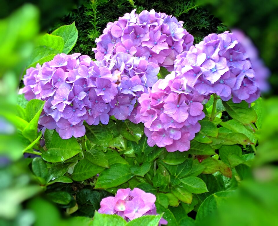 Flowers plant violet