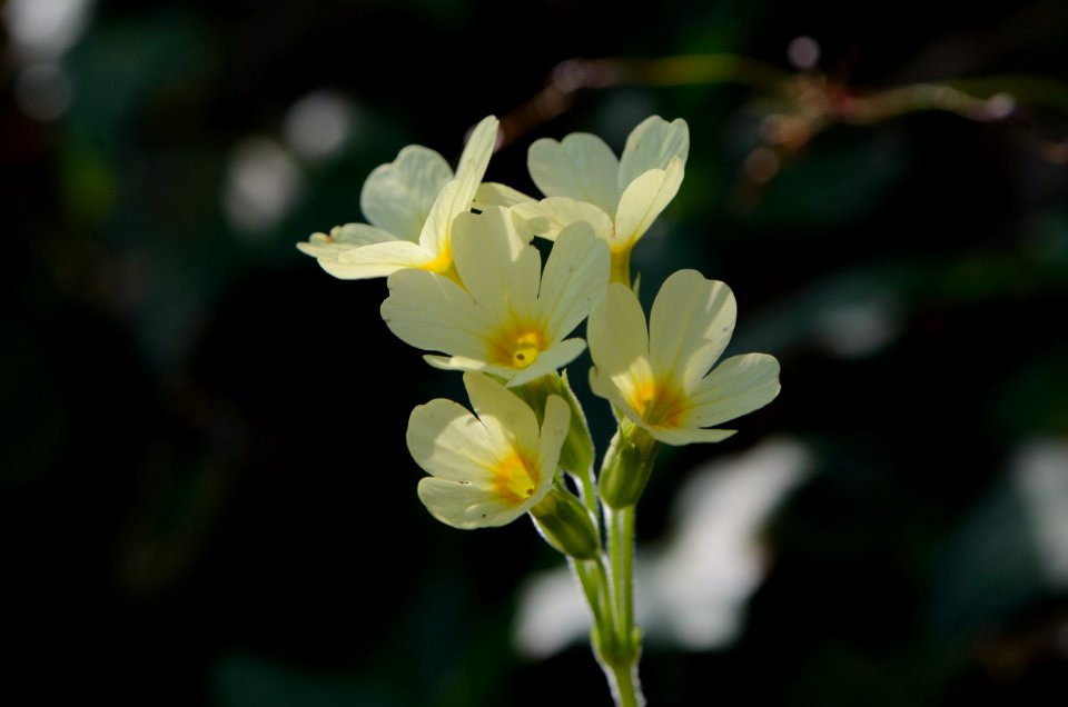 Primula elatior Anthese photo