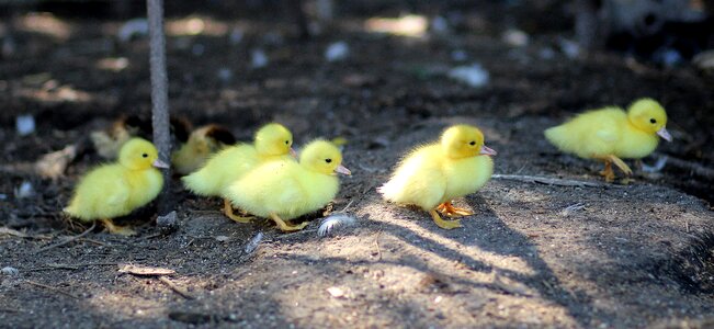 Fluffy chicken small photo