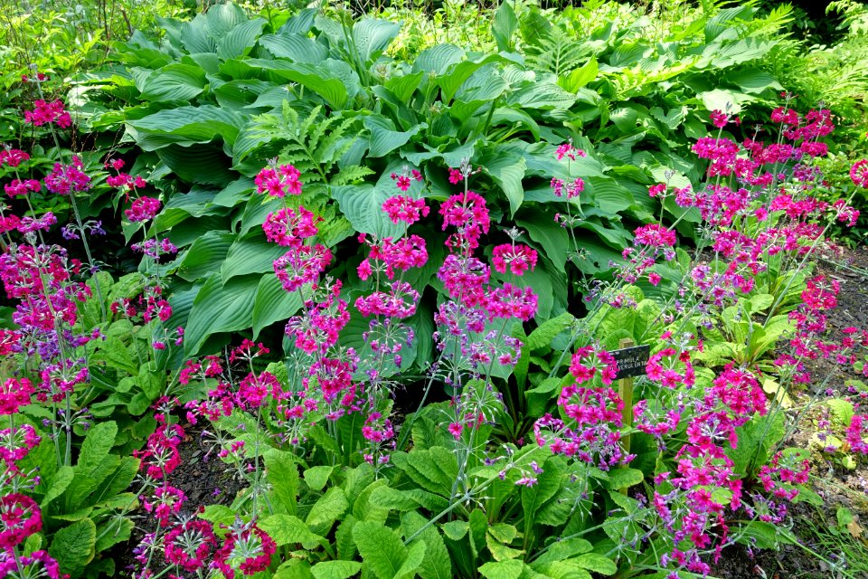 Primula pulverulenta - Savill Garden - Windsor Great Park, England - DSC06426