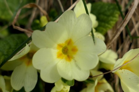Primulaceae-3